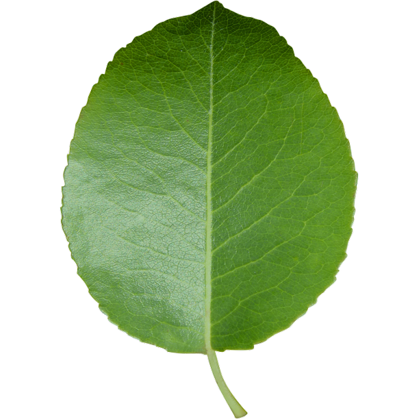 round green leaf