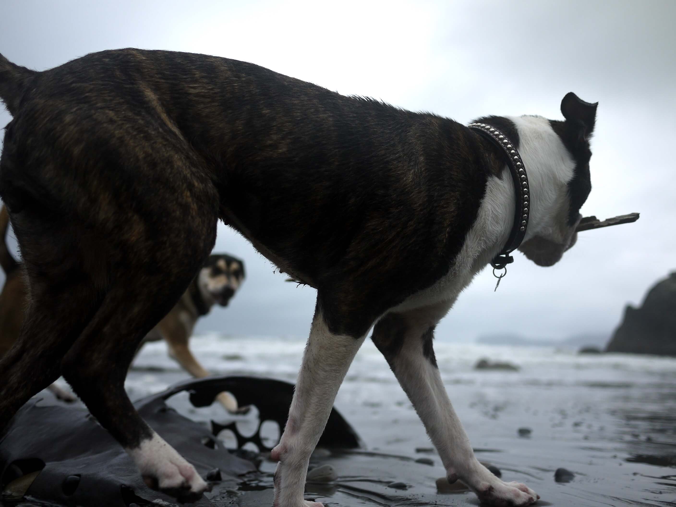 Running brown and white dog with a stick on the beach with overcast skies