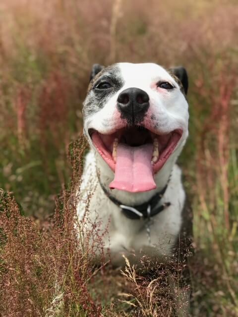 brown and white pitbull dog smiling with tongue out in a grassy field