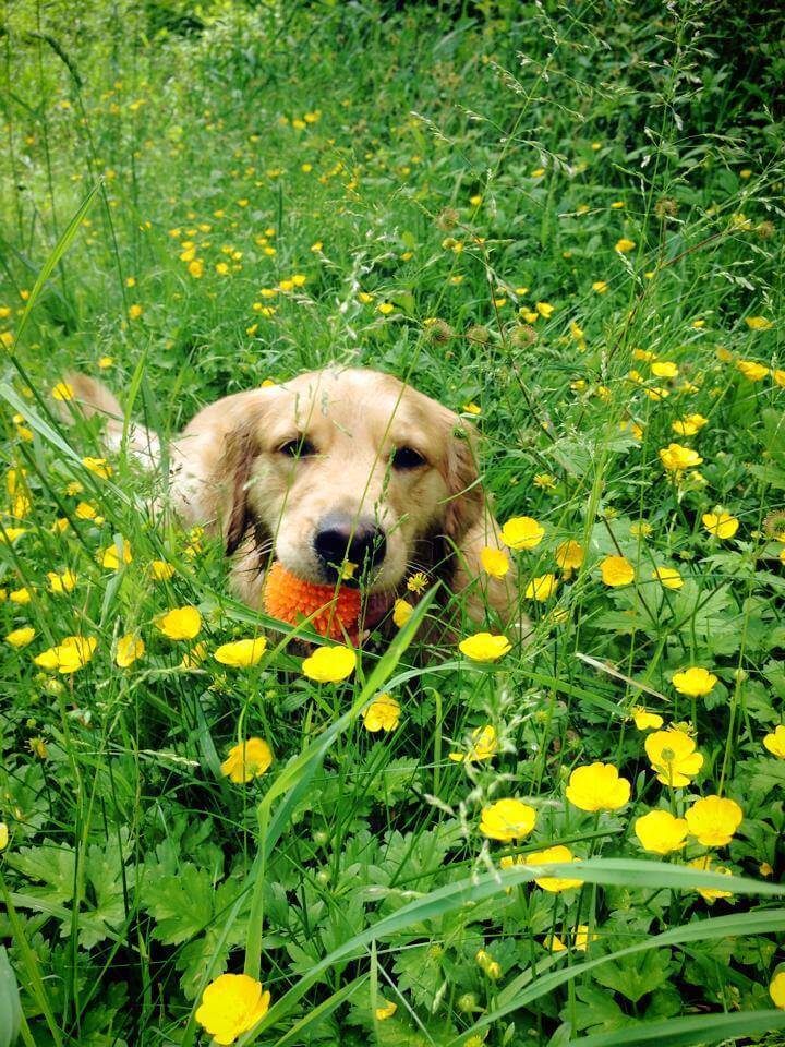 golden retriever with orange ball laying in tall green grass