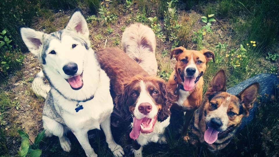 A group of smiling dogs: husky, spaniel, boxer, cattle dogs.