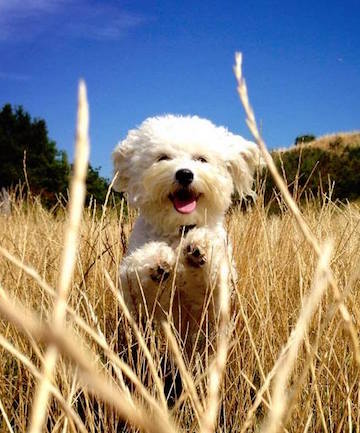 running happy fluffy white dog playing in a field of tall grass