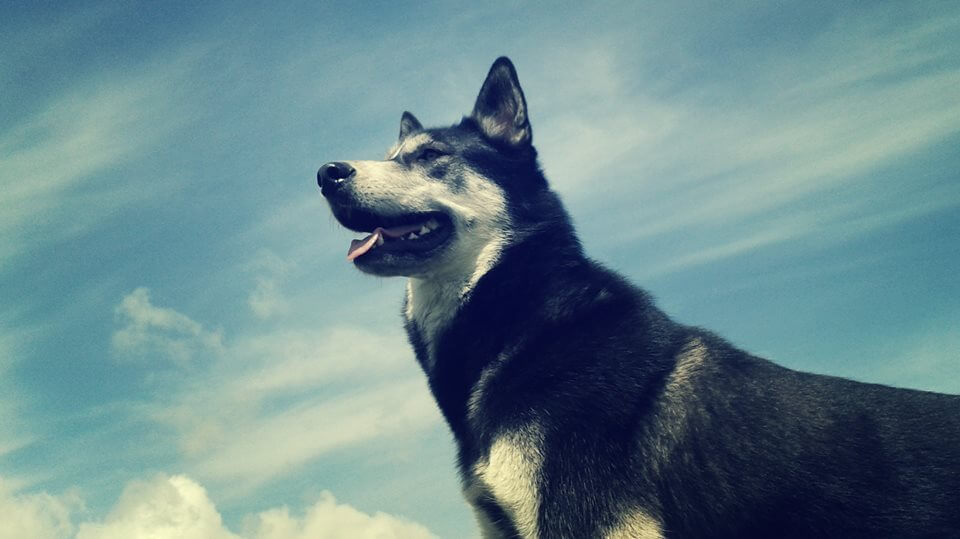 Smiling husky dog with sunny sky background