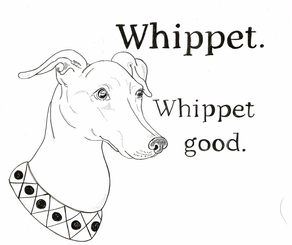 funny whippet drawing 