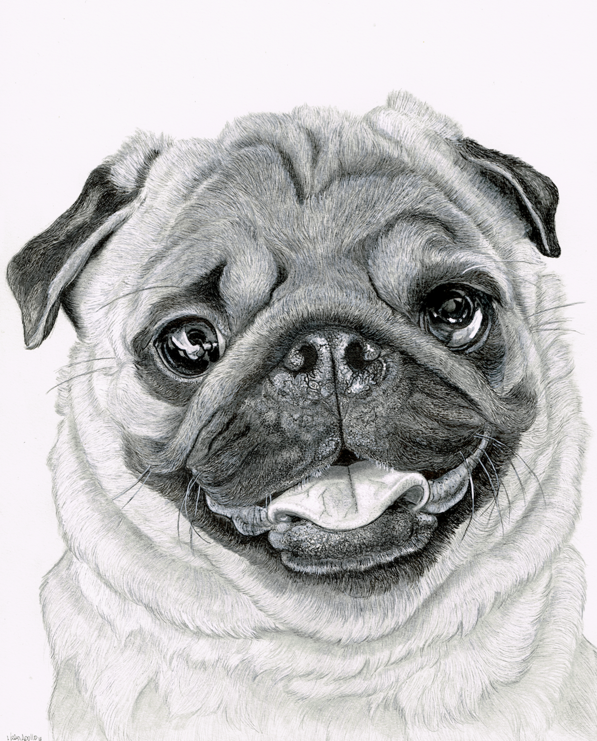 black and white drawing of a pug dog