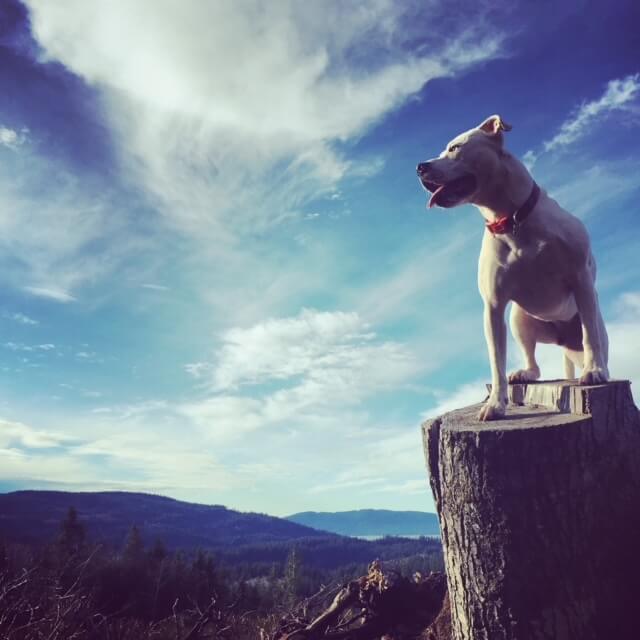 large white dog standing on top of a tree stump