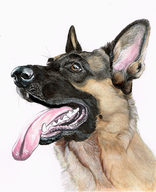 colorful painting of a black and tan german shepherd dog