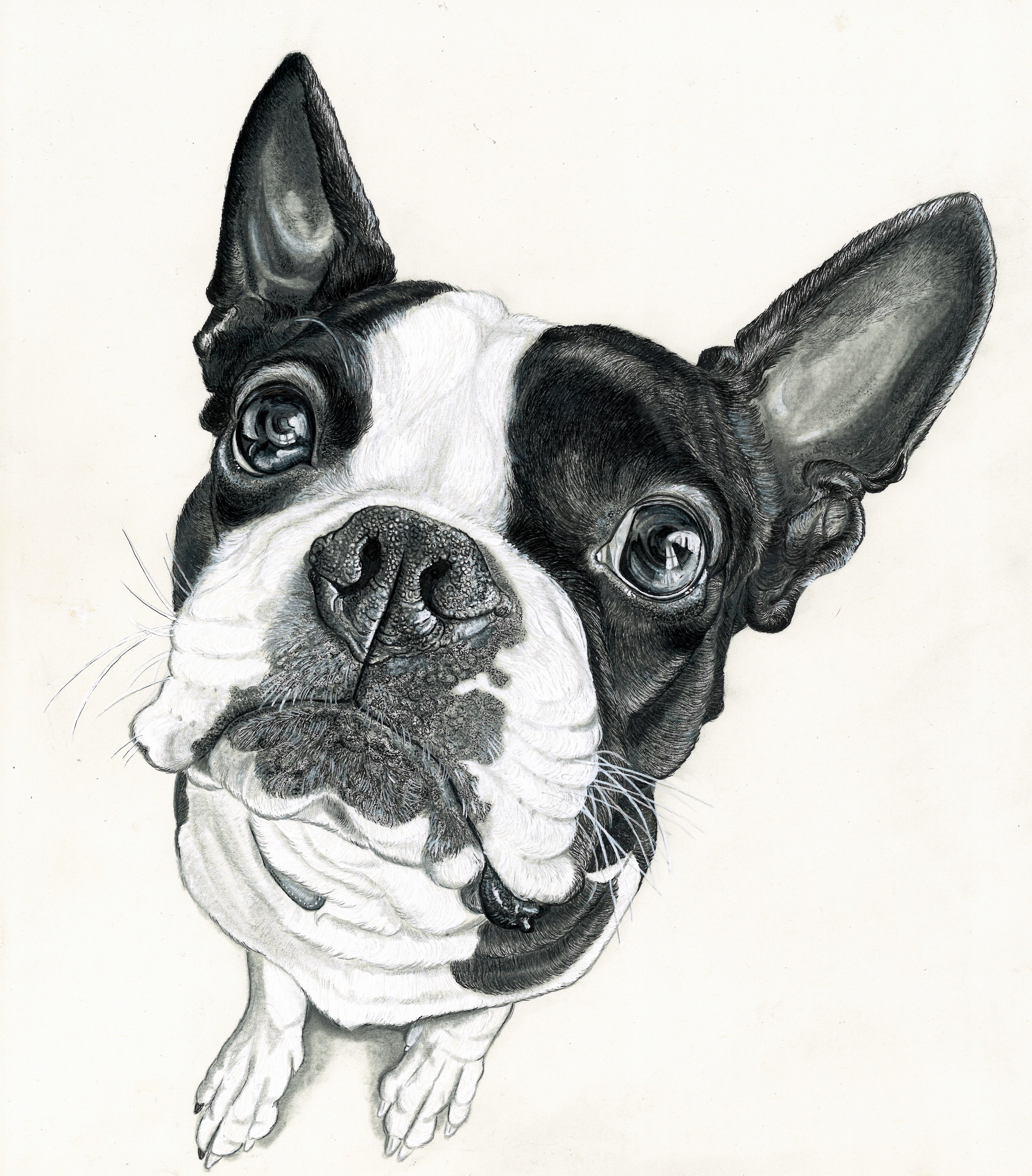 black and white drawing of a Boston Terrier