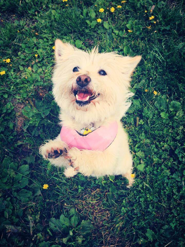 Small white dog in the woods sitting on hind legs smiling