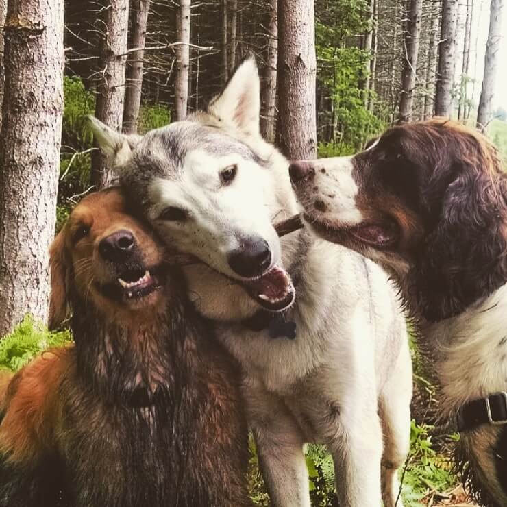 Golden retriever, husky, and springer spaniel dogs in the woods playing with a stick