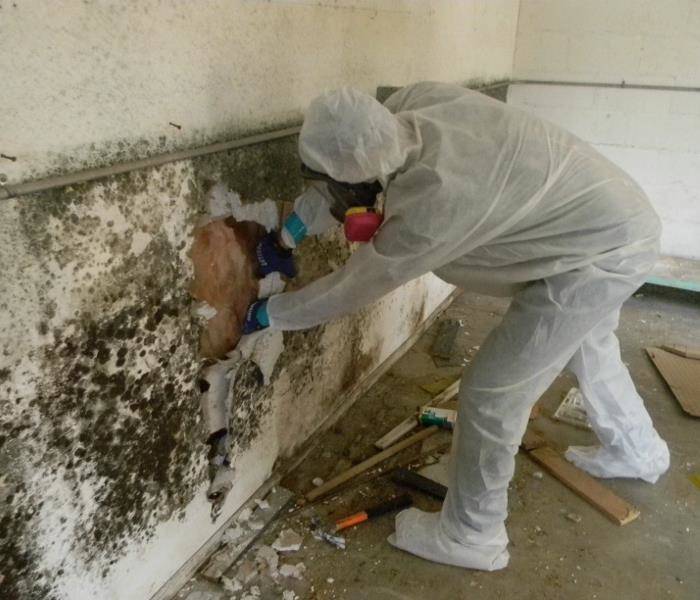 seattle mold remediation and mold cleanup