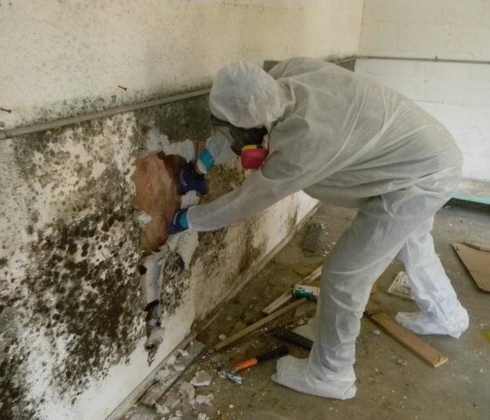 staten island mold remediation