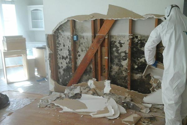 spokane mold removal
