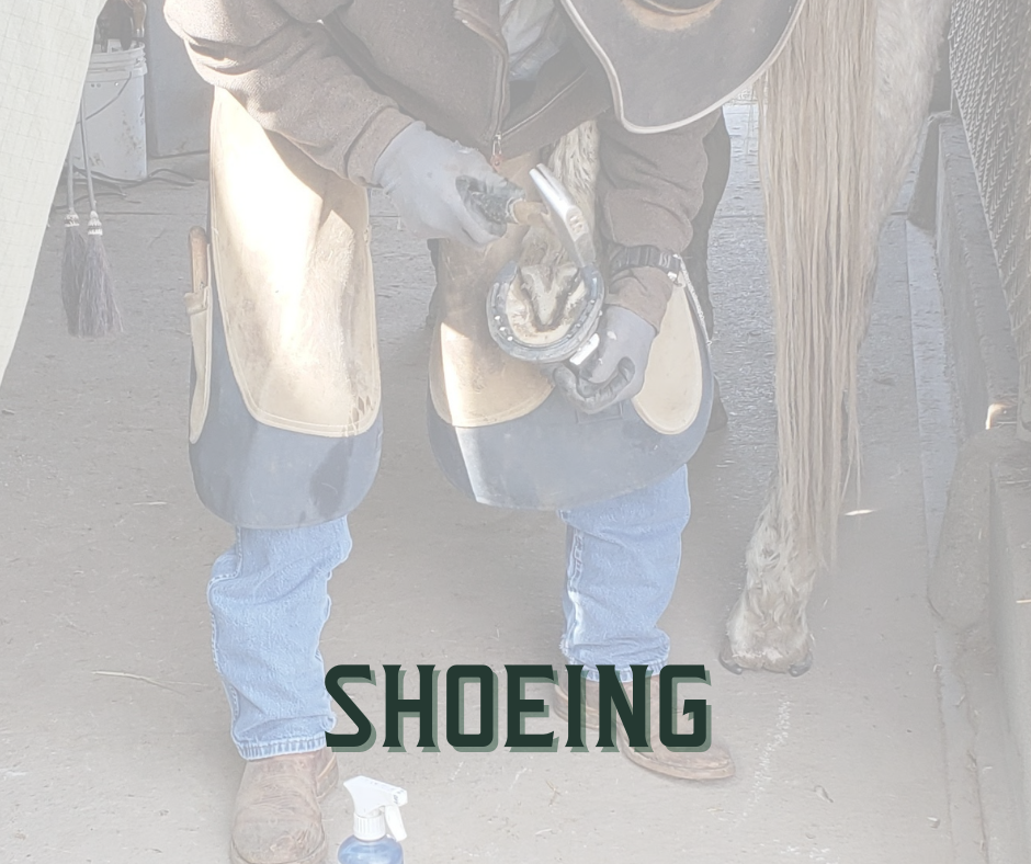farrier, horse shoeing, Skagit, Whatcom, Washington State, horse care, horse trimming, trim, barefoot trim, trail horse, blacksmith, service, horse, trey, hayden