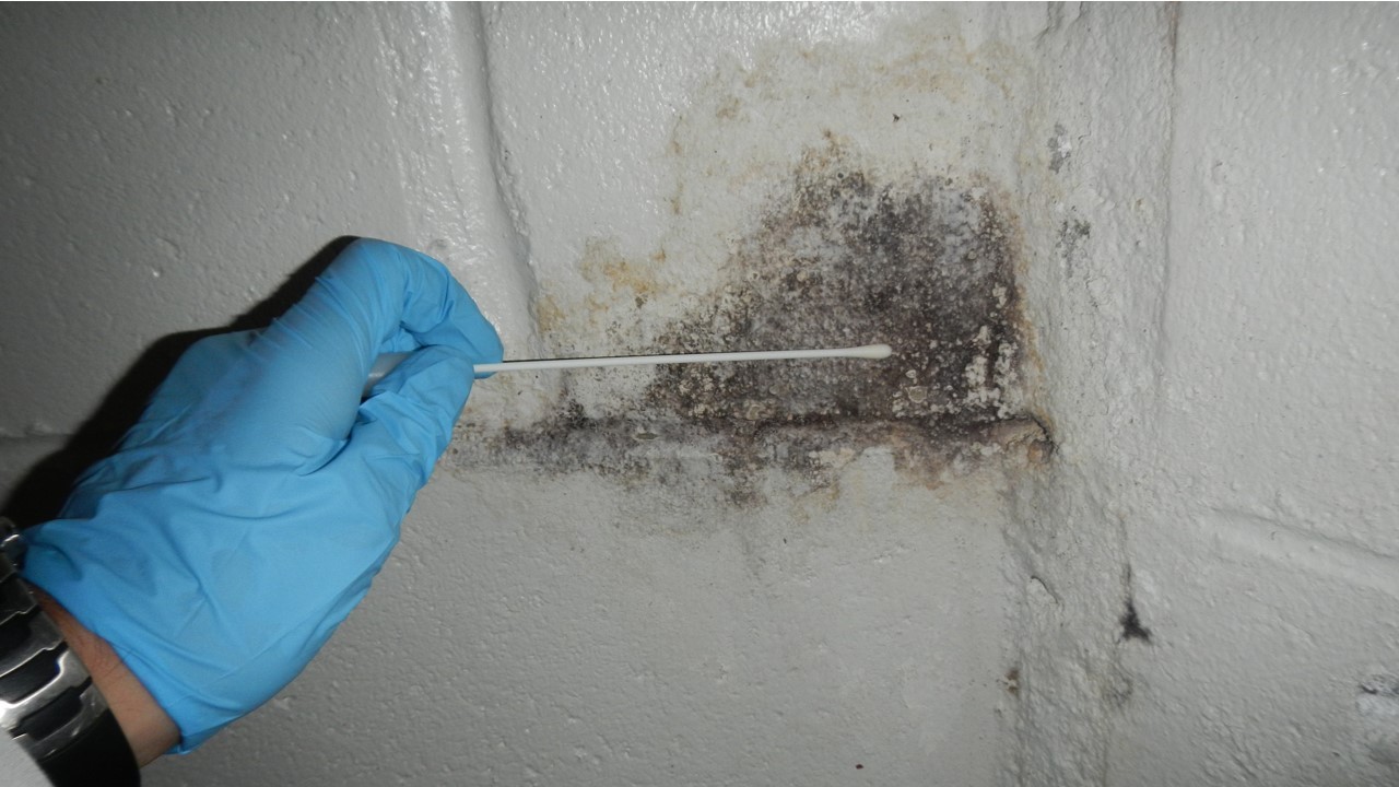 richmond mold testing
