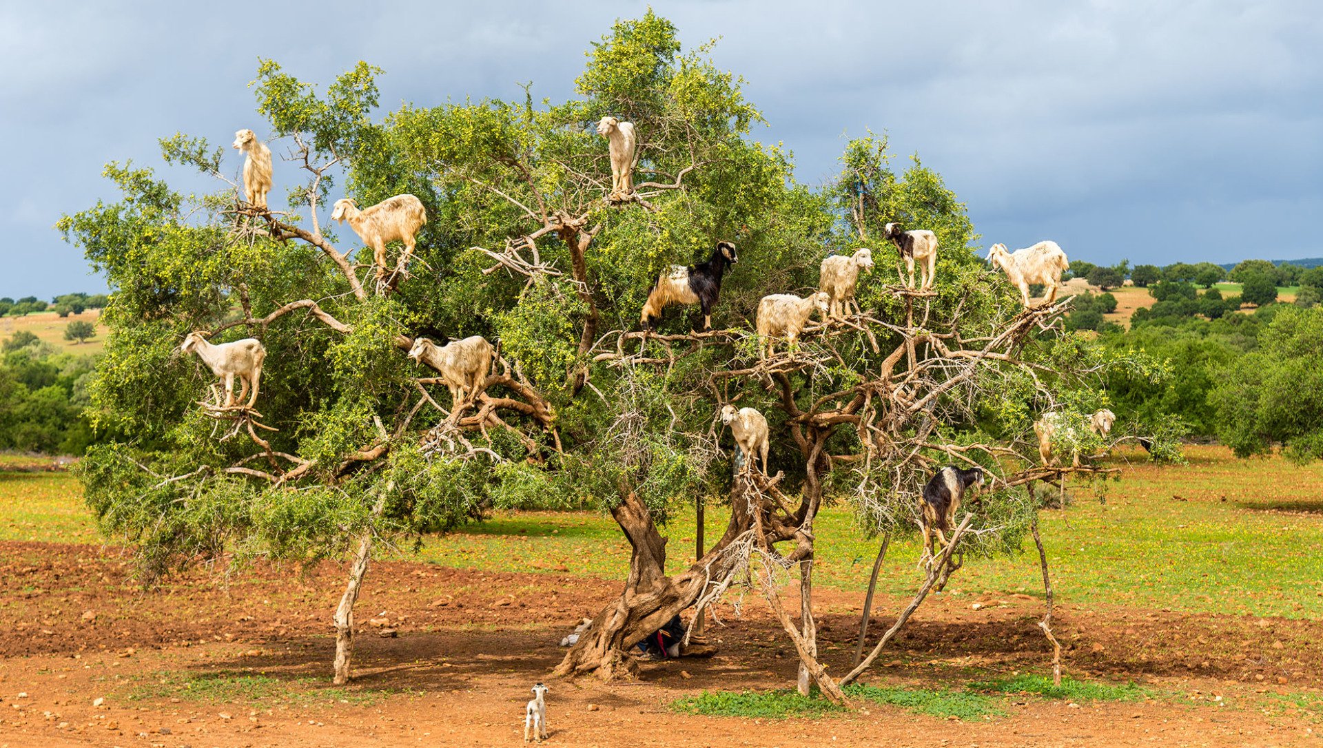 Argania Spinosa Tree