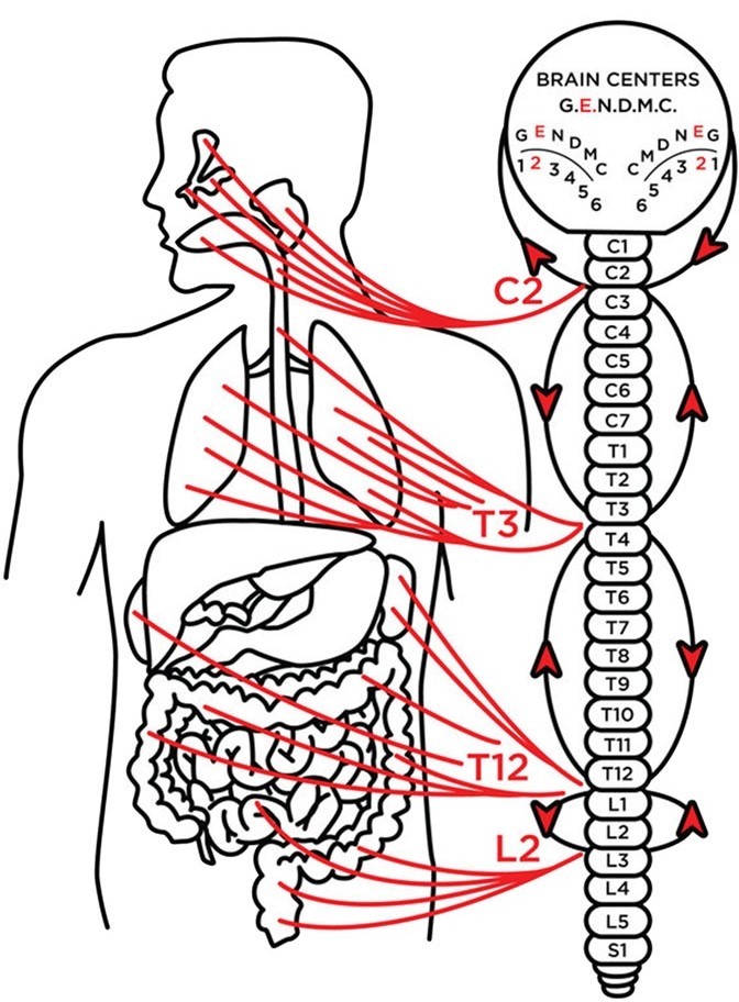 Chiropractic Spine Chart
