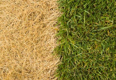 spokane lawn restoration